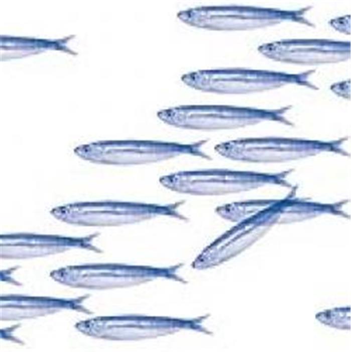 rouleau-30-serviettes-detachables-sardines