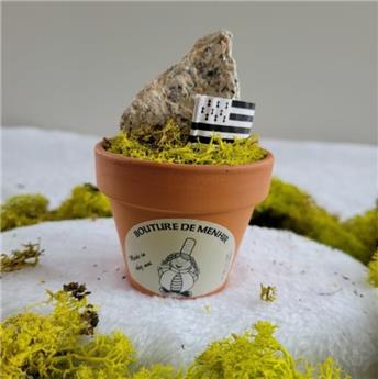 BOUTURE DE MENHIR EN POT